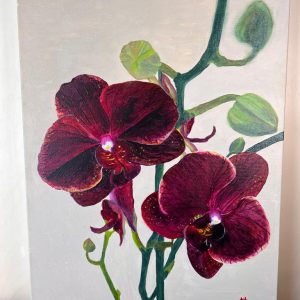 Orchidea Bordeaux
