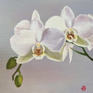 Orchidea Bianca